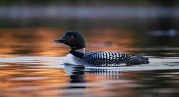 Majestic loon gliding on serene lake at sunset in tranquil wilderness setting photo
