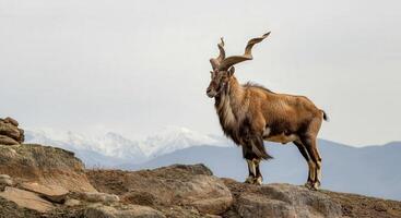 Majestic himalayan markhor standing on rocky terrain with snow-capped mountains in the background photo