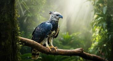 Harpy eagle perched in lush rainforest with sunlight filtering through trees photo