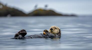 Serene sea otter floating in tranquil waters of a misty bay photo