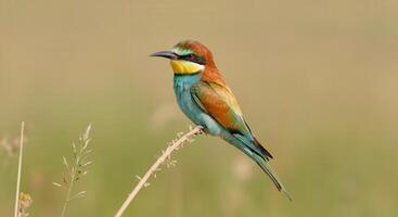 European bee-eater perched on grass in natural habitat for wildlife observation and nature study photo