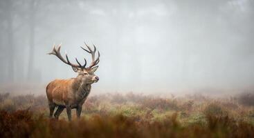 Majestic stag in misty forest landscape capturing tranquility and wilderness photo