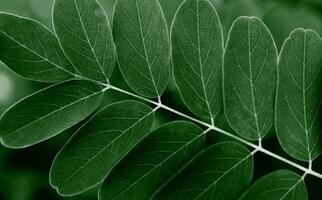 A twig with green leaves. Natural background. Close-up. Top view. Selective focus. photo