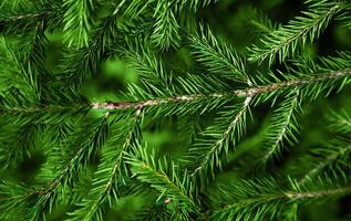 Christmas natural background of green spruce branches. Close-up. Selective focus. photo
