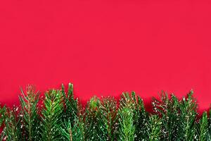 Christmas or New Year's background fir-tree branches on red background. Copy space. Top view. Christmas or New Year flatlay. photo