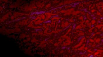 Captivating Abstract Organic Patterns Featuring Fiery Red and Orange Color Hues That Inspire video