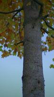 A Beautiful Vertical View of a Majestic Tree Trunk Surrounded by Colorful Autumn Leaves video