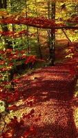 Experience a serene autumn pathway winding its way through the vibrant colors of fall foliage video