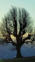 A Beautiful Silhouette of a Tree Set Against a Captivating Dusk Sky During Evening Hours video