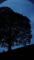 A silhouetted tree stands against the beautiful twilight sky, creating a stunning visual video