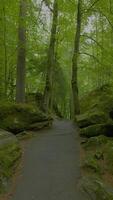 A serene and picturesque forest pathway that is surrounded by an abundance of lush greenery video