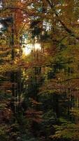 A Beautiful Autumn Forest with Sunlight Gently Filtering Through the Tall Trees Above video
