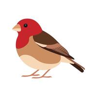 Flat illustration of a stylized common finch with red-brown body, short beak, and smooth wings, minimalistic design, plain white background vector