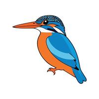 Flat illustration of a stylized white-throated kingfisher with blue body, white throat, orange beak, and short tail, minimalistic design, plain white background vector