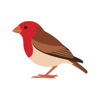 Flat illustration of a stylized common finch with red-brown body, short beak, and smooth wings, minimalistic design, plain white background vector