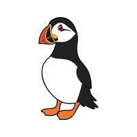 Flat illustration of a stylized Atlantic puffin with black body, orange beak, and white belly, minimalistic design, plain white background vector