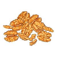 Colorful Textured Illustration of Handful of Walnuts Isolated on White Background vector