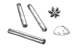 Engraved sketch with Cinnamon sticks, bark brown spice. Hand drawn set with rolled cinnamons, flower on isolated background. Spicy seasoning, condiment aromatic ingredient for cooking, bakery vector