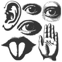 A drawing of a hand, ear, tongue and eye vector