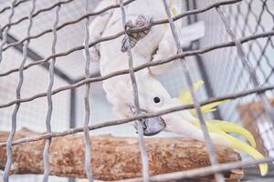 Upside down is a funny cockatoo parrot with beautiful white feathers and a yellow crest. He is kept in a zoo behind a mesh fence with a copy space photo