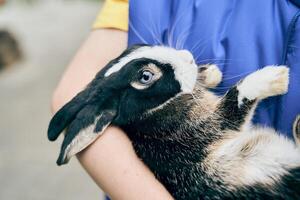 A black rabbit in the arms of an unrecognizable child. An open-air petting zoo. Close-up of a rabbit with space to copy photo