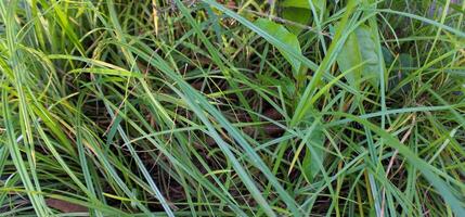 Fresh Green Grass Texture - Natural Outdoor Background photo