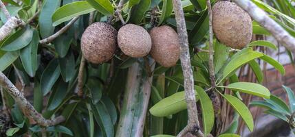 Close up of Fresh Manilkara Zapota Fruits on Tree in Organic Farm - Healthy Produce photo