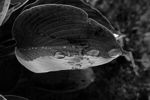Textured hosta leaf with water droplets in monochrome photo
