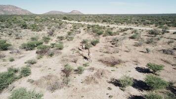 Giraffes Stand in the Middle of the Field video