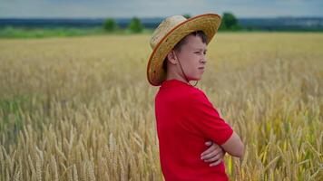 Boy in field of wheat. Portrait of cute kid in wheat field video
