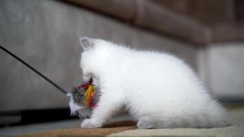 Kitten playing with toy. Cute cat playing with toy at home video