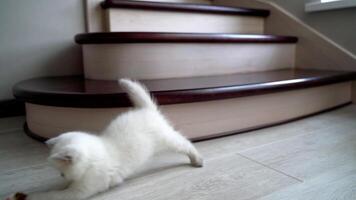 Kitten playing with fluffy toy. Cute kitten lying on the floor and playing with toy video