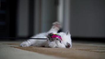 White kitten playing with toy. Small cat playing with toy at home video