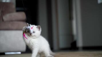 Cat playing with feather. Kitten playing with feather wand video