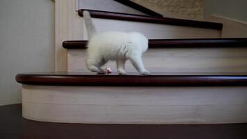 Playing little cute kitten. Small cat playing with interactive toy at home video