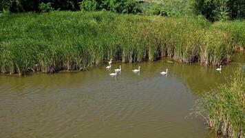Flock of swans in river. Aerial view of flock of swans swimming in the pond video