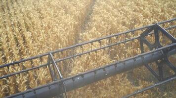 Combine collecting harvest of wheat. Harvesting process view from inside of combine video