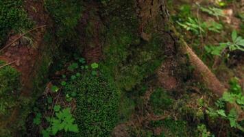Moss covered tree trunk. Close up of tree covered in moss video