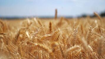 Ears of golden wheat close up. Background of ripening ears of meadow wheat field video