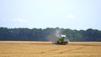 Harvester machine working in field. Combine harvester agriculture machine harvesting golden ripe wheat field video