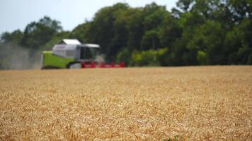 Grain harvester combine work in field. Work of combine harvester on wheat field video