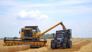 Combine harvesting wheat field. Grain harvester combine working in field video