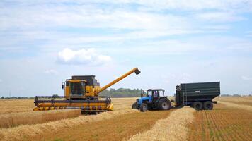 Combine drives across field. Grain harvester working in field gathering crop of wheat video