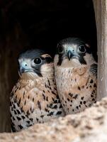 Pair of curious falcon chicks peeking out from a wooden nest photo