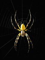 Vibrant Spider in Web photo