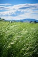Lush green field with swaying grass under a cloudy sky photo