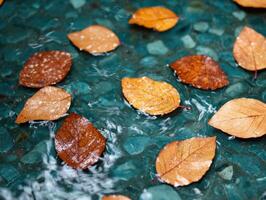 Autumn leaves floating on water photo