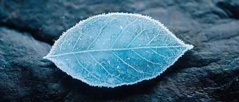 Frozen leaf on icy surface photo