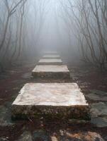 Mysterious forest path leading to the unknown photo
