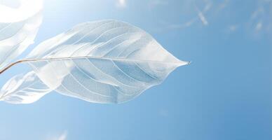 Delicate leaf structure against blue sky photo
